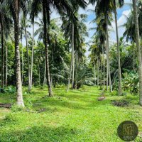 COCONUT ESTATE FOR SALE AT MIRIGAMA,KURUNEGALA