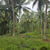 COCONUT ESTATE FOR SALE – KURUNEGALA