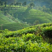 ORGANIC TEA PLANTATION FOR SALE AT DENIYAYA – MORAWAKA