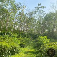 TEA & RUBBER LAND FOR SALE – MEEGAHATHENNA, MATHUGAMA