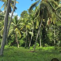 COCONUT ESTATE FOR SALE IN KARAN WATTE ROAD - DANKOTUWA 