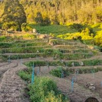 PRIME LAND FOR SALE IN KEPPETIPOLA - BORALANDA 