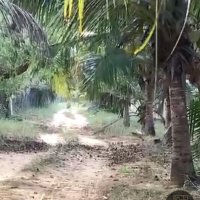 LAND FOR SALE IN KODIKAMAM, MIRUSUVIL – JAFFNA